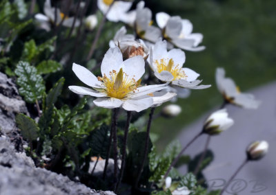 Zilverwortel, Dryas octopetala