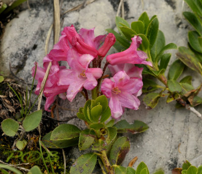 Harig alpenroosje, Rhododendron hirsutum
