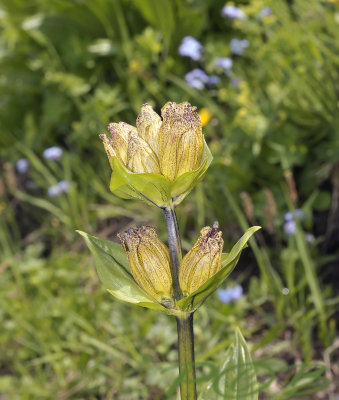 Gestippelde gentiaan, Gentiana punctata