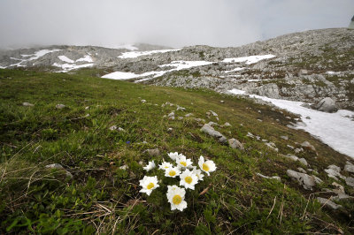 Alpenanemoon habitat. ook het habitat van Chamorchis alpina