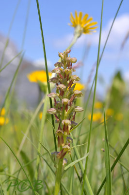 Groene nachtorchis