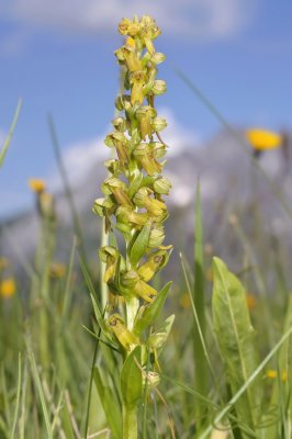 Groene nachtorchis