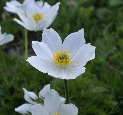 Grote anemoon, Anemone sylvestris