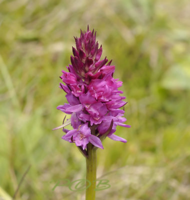 Hybride, grote muggenorchis x zwarte vanille orchis