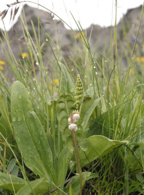 Klein wintergroen en maanvaren