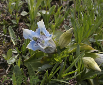 Gentiana frigida