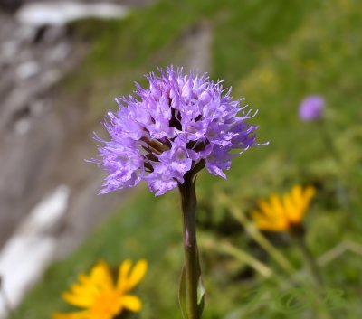 Kogel orchis close-up (Traunsteinera globosa)