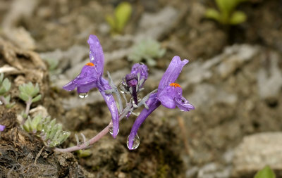 Leeuwenbek, Linaria alpina 