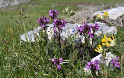 Levendbarende duizendknoop, vogelkop-kartelblad en gele wondklaver