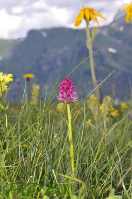 Roze vanilleorchis, Gymnadenia lithopoliticana