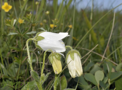 Campanula barbata, albino