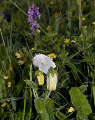 Campanula barbata, albino