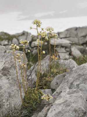 Saxifraga  paniculata