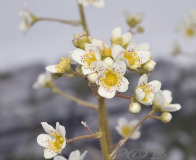 Saxifraga paniculata, close-up