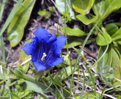 Gentiana acaule