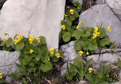 Viola biflora,