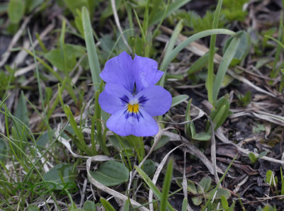 Viola cornuta