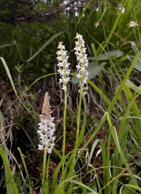 Welriekende muggenorchis