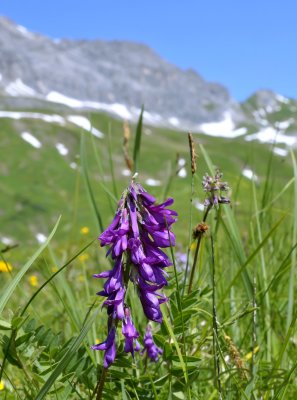 Alpenzoetklaver, Hedysarum hedysaroides