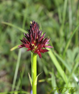 Zwarte vanilleorchis, Gymnadenia nigra ssp. rhellicanii