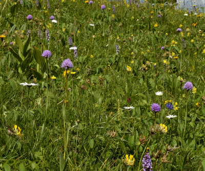 Alpenweide met o.a. kogelorchis (Traunsteinera globosa)