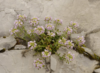 Saxifraga sp.