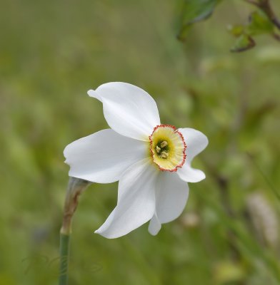 Witte narcis, Narcissus poeticus