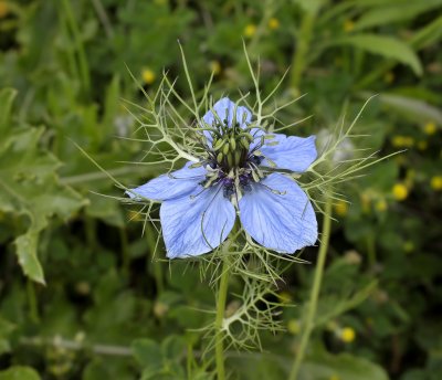 Nigella arvensis