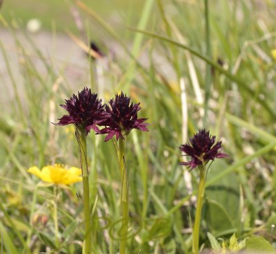 Gymnadenia nigra ssp. rhellicani