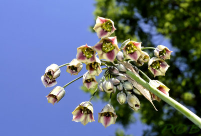 Allium siculum