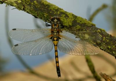 Noordse witsnuitlibel vrouw duinen, Leucorrhinia rubicunda