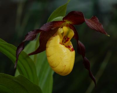 Cypripedium parviflorum parviflorum