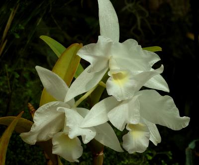 Cattleya  skinnerii  albescens