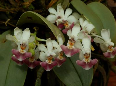 Phalaenopsis parishii,  flower 1 cm