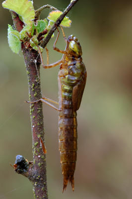 keizerlibel vlak voor het uitsluipen, Anax imperator