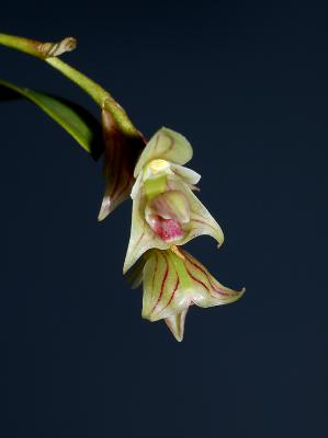 Bulbophyllum regnelii