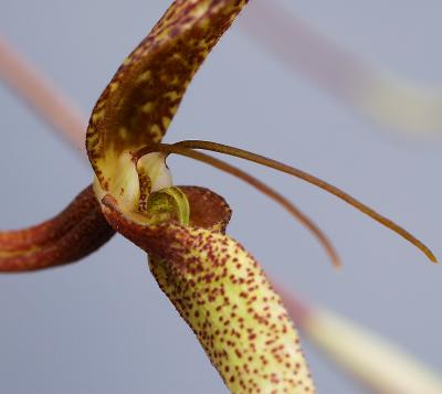Bulbophyllum trachyantum close