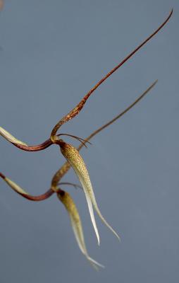 Bulbophyllum trachyantum