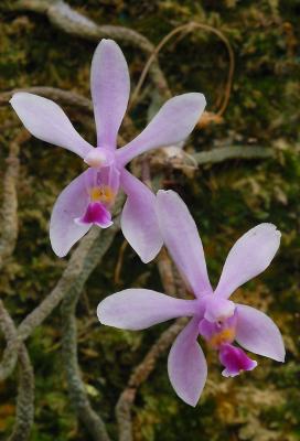 Phalaenopsis wilsonii ,  no leafs just roots and flowers, flower 2-3 cm