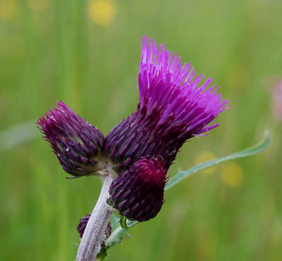  Cirsium rivulare