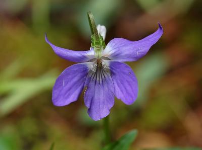 Witsporig bosviooltje, Viola riviniana