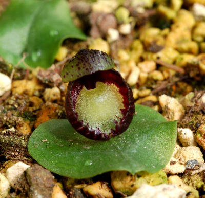 Corybas incurvis, Australia , flower 1 cm