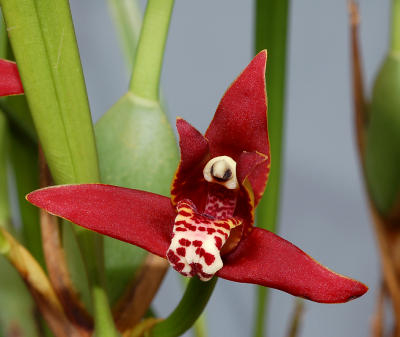 Maxillaria tenuifolia, Flower 3 cm