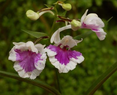 Ponerorchis,  flower 2 cm