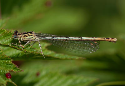 Blauwe breedscheen vrouw  P. pennipes