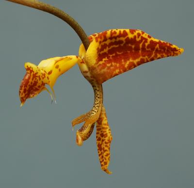 Gongora quinquenervis, flower 5 cm