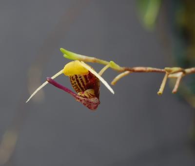 Scaphosepalum digitale ,  8 mm