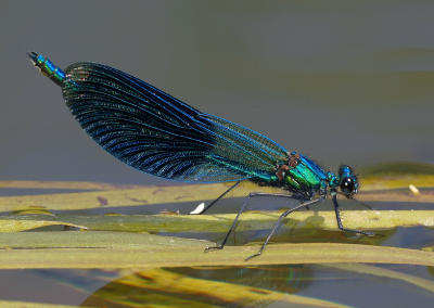 Weidebeekjuffer (Calopteryx splendens) op drijvende egelskop , man ongeveer 5 cm lang