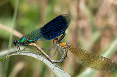 Paringswiel