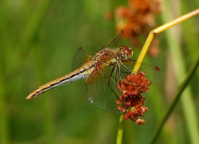 Geelvlek heidelibel vrouw, Sympetrum flaveolum